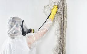 Trusted Fairlawn, VA Mold Removal Experts